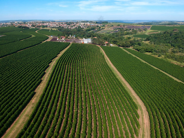 Aerial drone view of a green coffee field in Brazil - 写真・画像