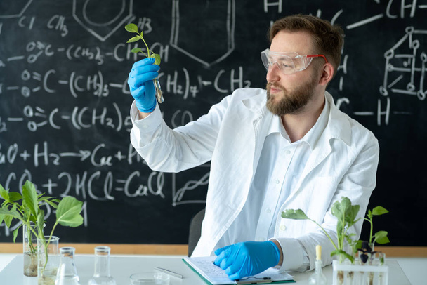 Pflanze im Reagenzglas. In einem modernen Labor führt der Forscher Experimente durch, indem er Verbindungen unter Verwendung von Pflanzen in Laborglas synthetisiert - Foto, Bild