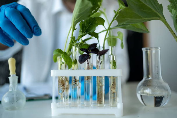 vue recadrée du biochimiste dans des gants de latex touchant une éprouvette avec une petite plante, travaillant avec des éprouvettes et des échantillons de plantes tout en faisant des expériences dans un laboratoire de biotechnologie - Photo, image
