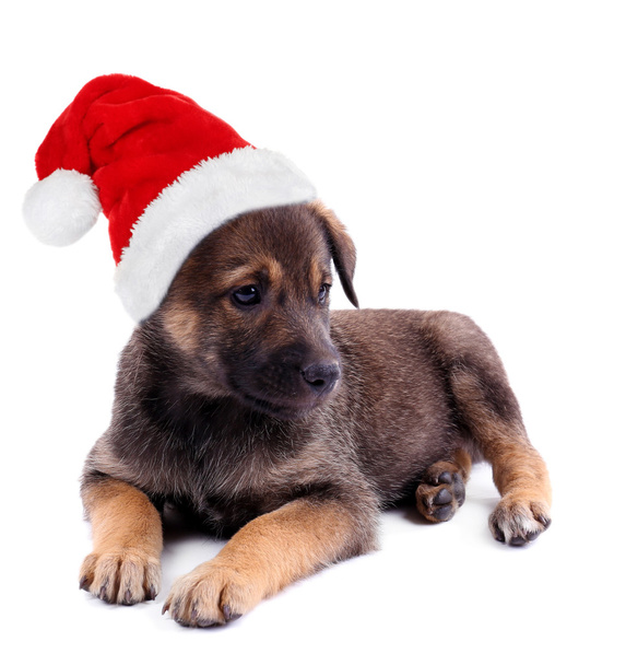 Funny puppy in Santa Claus hat - 写真・画像