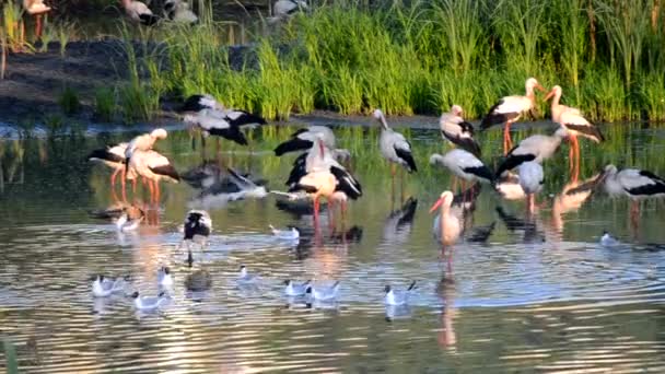 Viele Vögel Störche und Möwen am Ufer des Sees in der Nähe von grünem Schilf bei Sonnenuntergang. Eine Storchenschar steht, frisst, putzt sich im küstennahen Wasser. Viele Möwen schwimmen in der Nähe im Wasser - Filmmaterial, Video