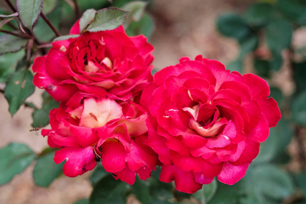 Garden with roses, a group of generally thorny and flowery bushes, the main representatives of the Rosaceae family. - Photo, Image