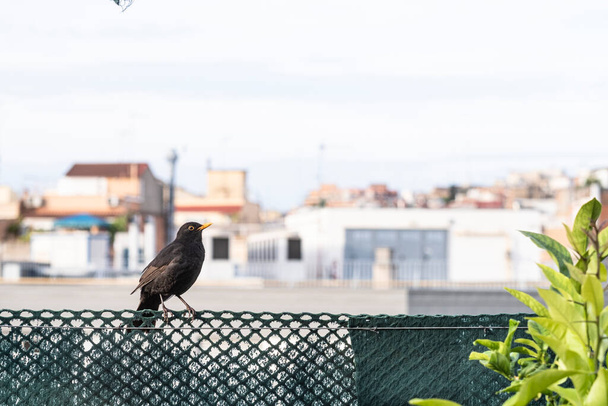 Un Turdus merula, merlo comune su una recinzione di metallo terrazza, un uccello passeriforme della famiglia Turdidae. - Foto, immagini