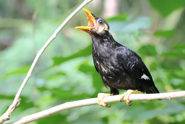 Genç bir papağan ağaç dalına tünemiş. İnsan seslerini taklit etmekte iyi olan kuşların bilimsel adı Gracula Reliosa 'dır.. - Fotoğraf, Görsel