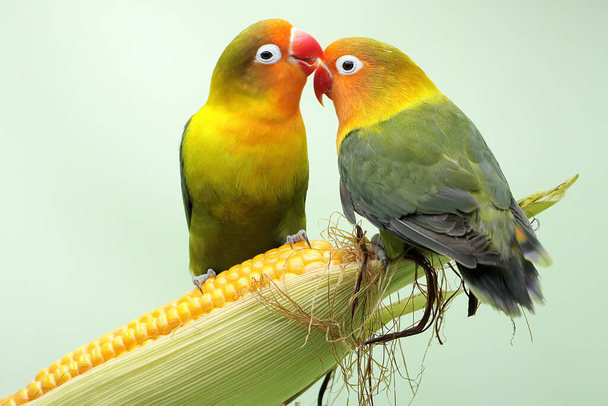 A pair of lovebirds are perched on a corn kernel that is ready to be harvested. This bird which is used as a symbol of true love has the scientific name Agapornis fischeri. - Photo, Image