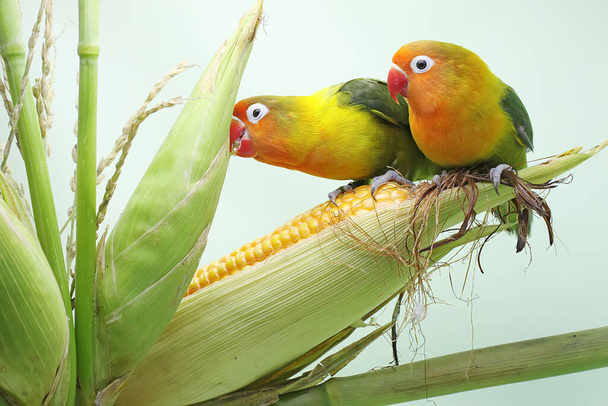 Um par de pombinhos estão empoleirados em um grão de milho que está pronto para ser colhido. Este pássaro que é usado como um símbolo do amor verdadeiro tem o nome científico Agapornis fischeri. - Foto, Imagem