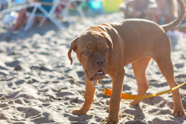 cachorro de pug borgoña en la arena en la playa - Foto, imagen
