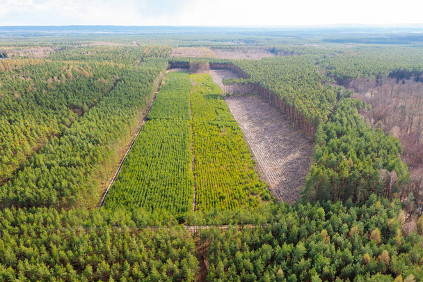 Aerial view of plantations of young trees in the forest, deforestation and planting of new trees - Photo, Image