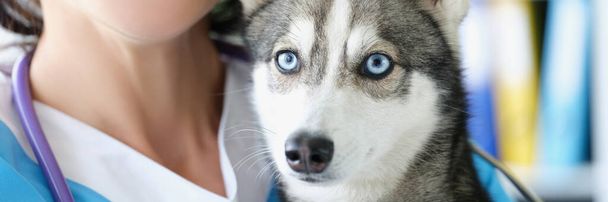 陽気な獣医師の女性と手にかわいいハスキー子犬の肖像画。獣医の任命に純粋な青い目を持つ美しい犬。動物に優しいコンセプト - 写真・画像