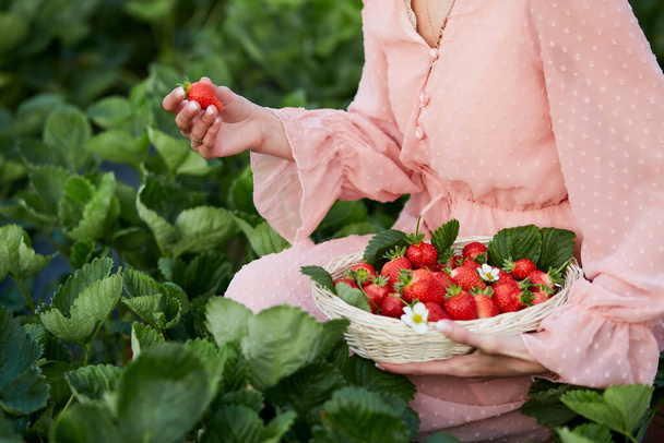 Woman is harvesting fresh strawberries in the greenhouse. Local business. Basket with fresh organic berries - healthy food strawberry. Countryside, enjoy the little things, nature core lifestyle - Photo, image