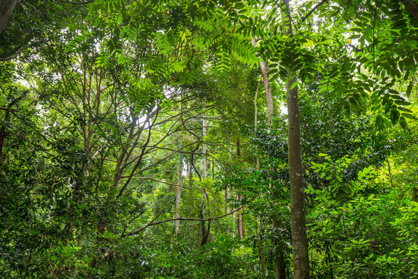 Green tropical rainforest uprisen view with sunny day nature landscape - Foto, immagini