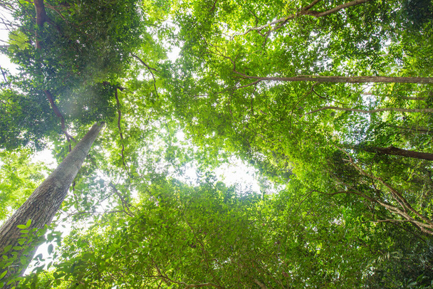 Floresta tropical verde vista para cima com dia ensolarado natureza paisagem - Foto, Imagem