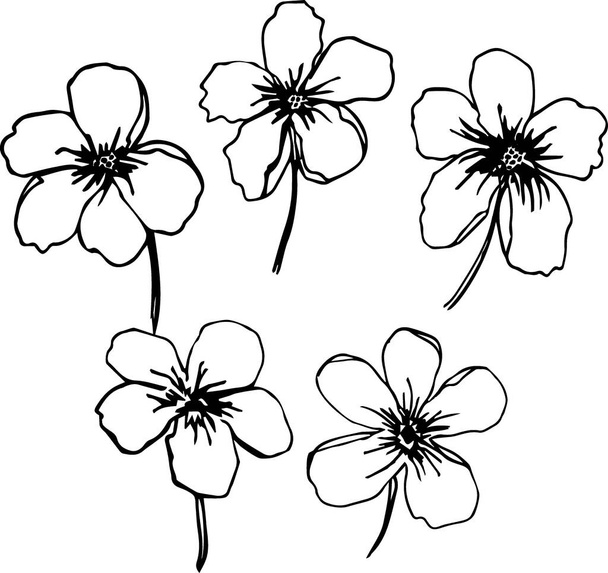 Elementi floreali scarabocchiati disegnati a mano - Vettoriali, immagini