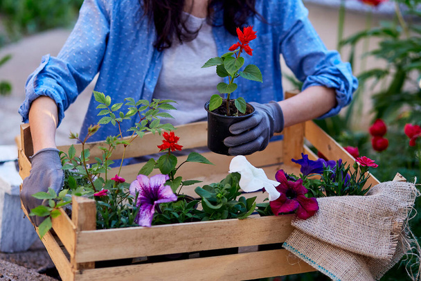 Kobieta ogrodnik trzyma drewniane pudełko z doniczkami kwiatów. Ogrodnictwo. Mały biznes, odzież casual, kwiaciarnia, doniczka, freelancer, ogrodnictwo. Rdzeń domku botaniczne estetyczne. - Zdjęcie, obraz