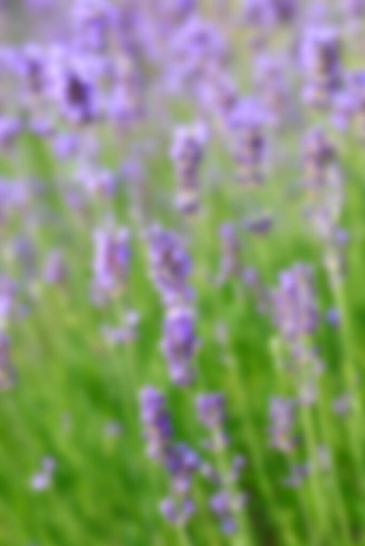 fleurs de lavande intentionnellement floues idéal comme toile de fond naturelle en été - Photo, image