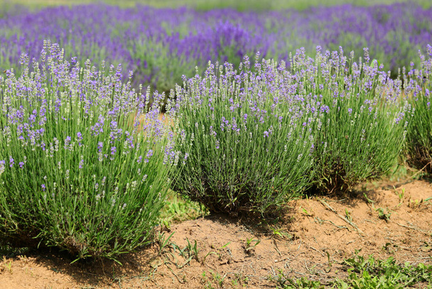 coloridos arbustos púrpuras de lavanda fragante en el período de floración en el campo para la producción de aceite esencial - Foto, Imagen