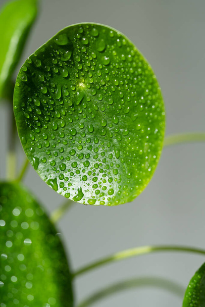 Nahaufnahme der Zimmerpflanze Pilea peperomioides nach dem Sprühen mit Wasser. Sonnenlicht. Makroaufnahme einer chinesischen Geldpflanze mit Wassertropfen auf grünen Blättern. Indoor Gardening, Hobbykonzept - Foto, Bild