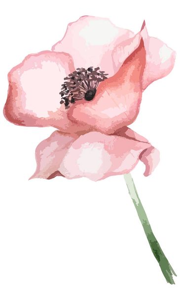 水彩赤ポピーの花のイラスト - ベクター画像