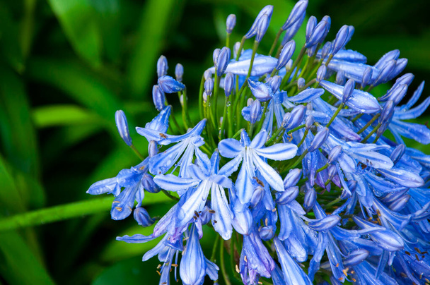 Perennial herb bluebell flowers blooming blue-purple flowers - Valokuva, kuva