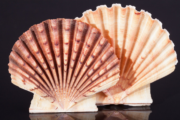sea shells of bivalvia on black background macro - Photo, Image