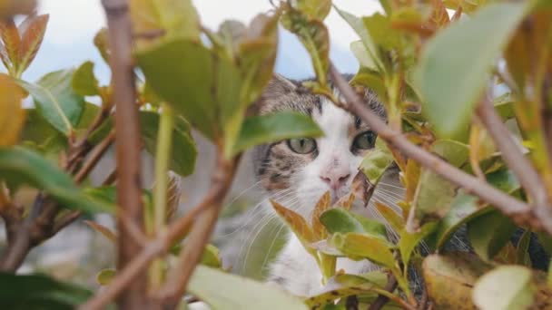 Yeşil yaprakların arkasında sevimli kedi yüzlü. Orta çekim - Video, Çekim