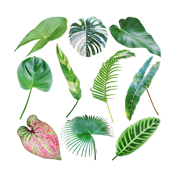 Set of Tropical Leaves Isolated on White Background with Clipping Path - Foto, Imagem