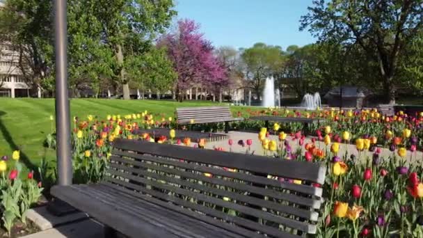 Vídeo de Panning através de deslumbrantes jardins de tulipas no parque da cidade de Fort Wayne, Indiana - Filmagem, Vídeo