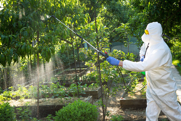 Der Prozess der Behandlung von Pflanzen mit Pestiziden. Landwirt in Schutzanzug und Maske läuft mit Bestäubermaschine auf dem Rücken durch Obstplantage und besprüht Bäume mit Pestiziden. - Foto, Bild