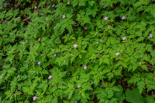 Geranium Robertianum tarlada yetişiyor, makro. Herb Robert çiçekleri ve yeşil yapraklar.. - Fotoğraf, Görsel