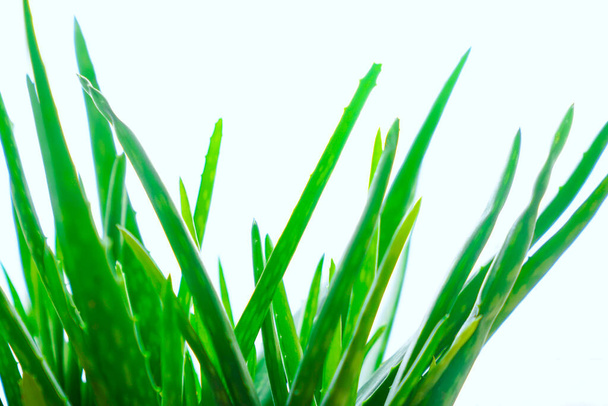 aloe vera plant white background - 写真・画像