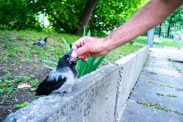 Caucasian man feeding a cute little crow cub that sits on a border in the front garden. Rearing corvids chicks. Concept of animal care. Person puts prepared balls of food into the open beak of  chick. - Photo, Image