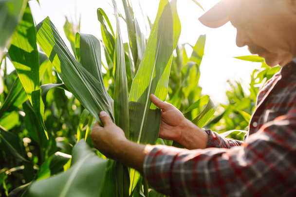 Farmer standing in corn field examining crop. Harvest care concept. - Photo, image