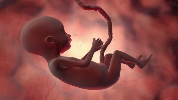 3d animation ενός ανθρώπινου εμβρύου μέσα σε ένα σώμα - Πλάνα, βίντεο