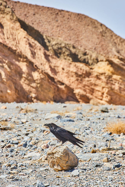 Image of Small rock with crow resting on top and mountains in distance - Foto, afbeelding