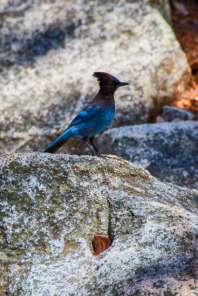 Изображение "Majestic Stellers Jay blue bird resting on rock" - Фото, изображение
