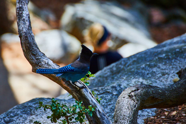 Изображение синей птицы Stellers Jay на ветке деревьев на скалах в Йосемити - Фото, изображение