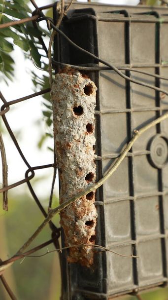 Муха-насекомое на дереве - Фото, изображение