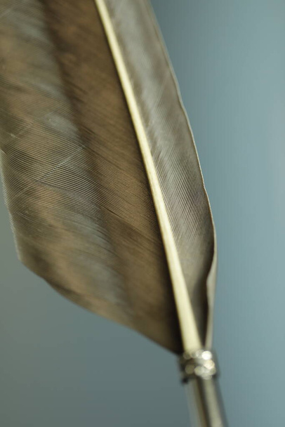 Bird Feather macro shot - Photo, Image