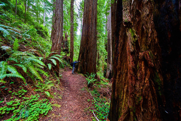 Image de l'homme à côté du séquoia sur le sentier de randonnée à l'échelle - Photo, image