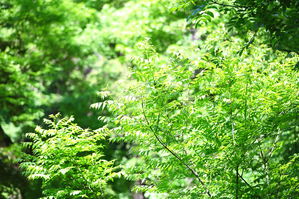 Beautiful trees in forest - Fotografie, Obrázek