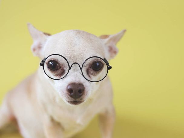 Portrait of brown short hair Chihuahua dog wearing eye glasses,  sitting on yellow  background with copy space, looking at camera. Intelligent pet concept. - Photo, Image
