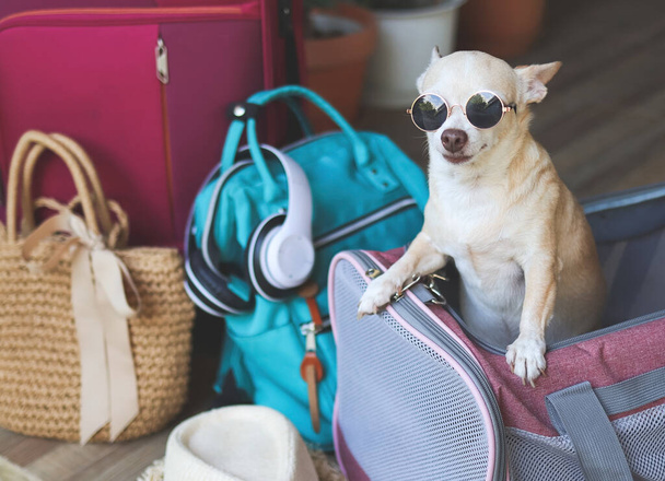 Πορτρέτο του καφέ κοντά μαλλιά chihuahua σκυλί φορώντας γυαλιά ηλίου, στέκεται σε ταξιδιωτική τσάντα μεταφοράς κατοικίδιων ζώων με αξεσουάρ ταξιδιού, έτοιμο να ταξιδέψει. Ασφαλές ταξίδι με ζώα. - Φωτογραφία, εικόνα