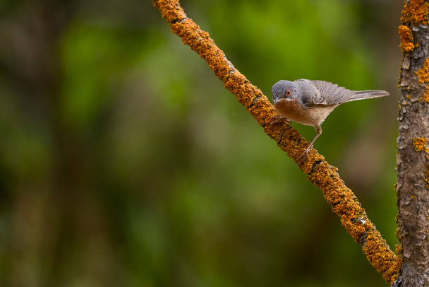 Subalpine warbler - Sylvia cantillans, perched on a tree branch on a plain background. - Photo, Image