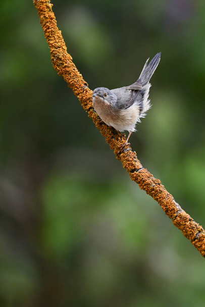 Subalpine warbler - Sylvia cantillans, perched on a tree branch on a plain background. - Photo, Image