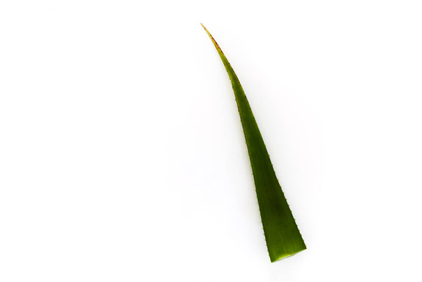 Fresh green Aloe vera leaves branch with slices isolated on white background. Top view angle close up of herb plant for skin care - 写真・画像