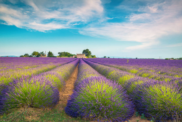 雄大な夏の田園風景と素晴らしい場所、プロヴァンス、ヴァレンソール、フランス、ヨーロッパの農業紫色のラベンダー畑 - 写真・画像