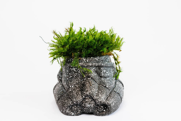 sterilized Icelandic moss in a concrete jug in the form of a helmet Star Wars black - Photo, image