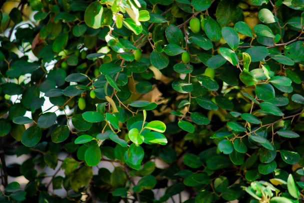 Fruits de barbe ou jujube sur un arbre sur un fond de feuilles vertes, fruits de jujube vert sur l'arbre de jujube dans le jardin, - Photo, image