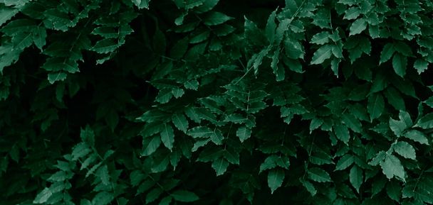 Wallpaper of green leaves. Natural background. Banner. Selective focus. - Foto, Imagen