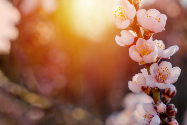 Квіти мигдалевого дерева проти заходу сонця. Прекрасна сцена природи з квітучим деревом і сонячним сяйвом. Весняні квіти. Прекрасний сад. Простір весни для тексту
. - Фото, зображення